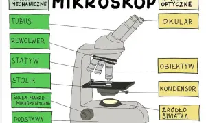 Obiektyw w mikroskopie: najważniejszy element do obserwacji preparatów