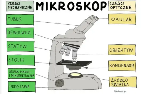 Obiektyw w mikroskopie: najważniejszy element do obserwacji preparatów