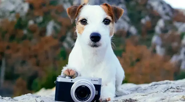 Test aparatu Lumix GX800: Funkcje, opinie, szczegółowe recenzje