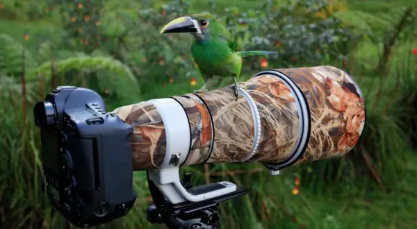 Jak fotografować przyrodę? Najlepsze techniki i porady dla amatorów
