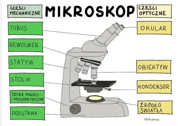 Obiektyw w mikroskopie: najważniejszy element do obserwacji preparatów